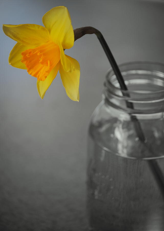 Daffodil in a Jar Photograph by Nathan Abbott