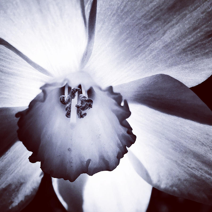 Daffodil in Black and White Photograph by Patricia Januszkiewicz