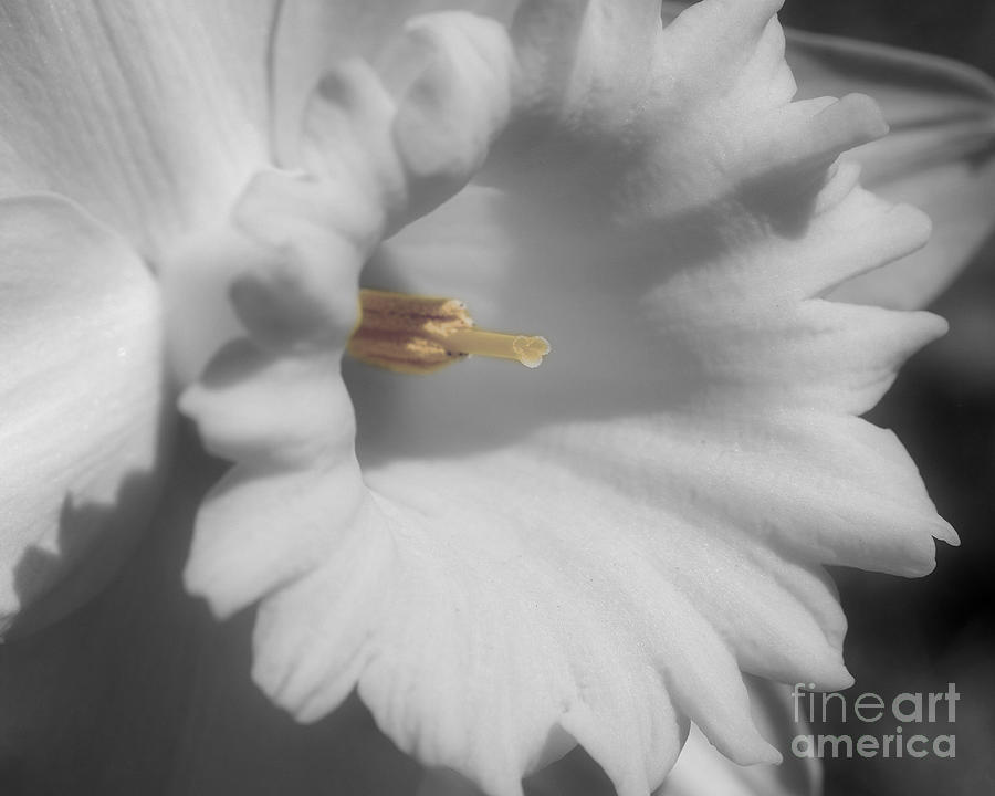 Daffodil In Black And White Photograph by Smilin Eyes Treasures