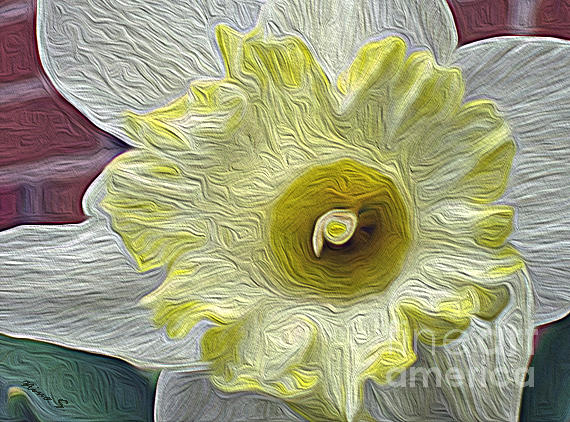 Daffodil in oil  Photograph by Nina Silver