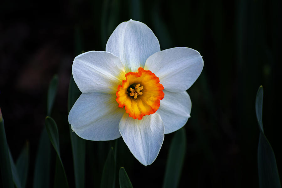 Daffodil in Riverside Park Photograph by Bill Swartwout