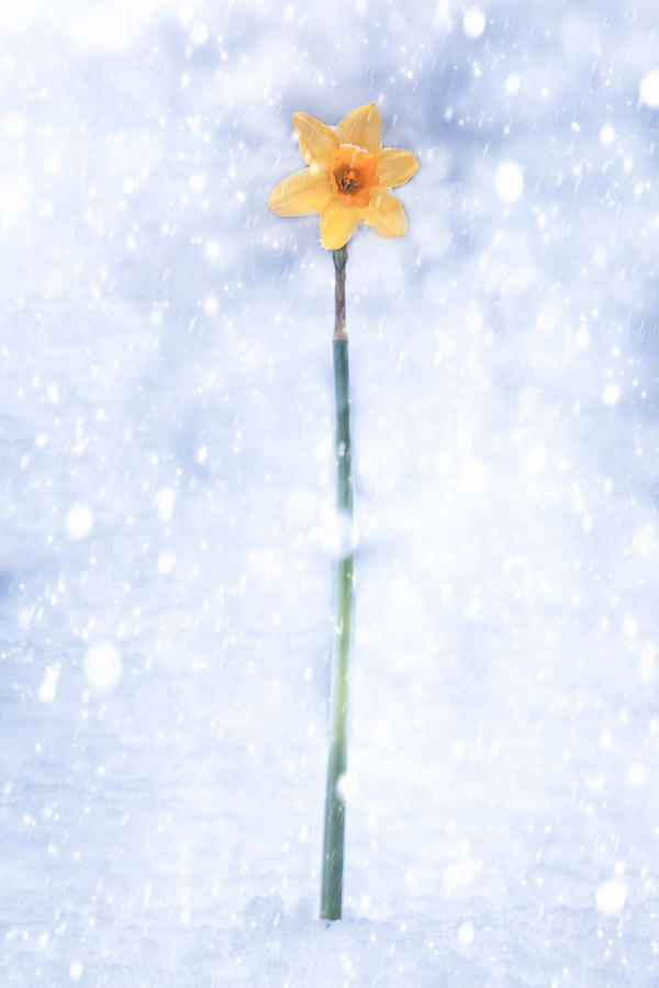 Daffodil In Snow Photograph by Joana Kruse