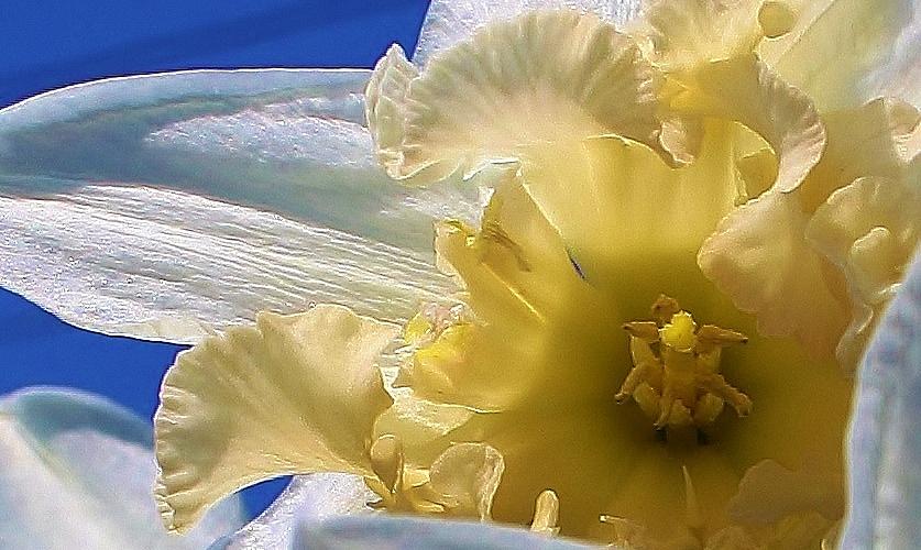 Nature Photograph - Daffodil in the Sun by Bruce Bley