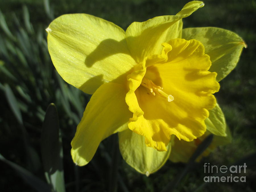 Daffodil In The Sun Photograph by Martin Howard