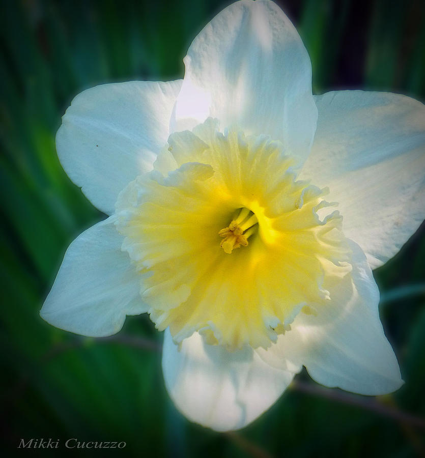 Daffodil in the sun Photograph by Mikki Cucuzzo