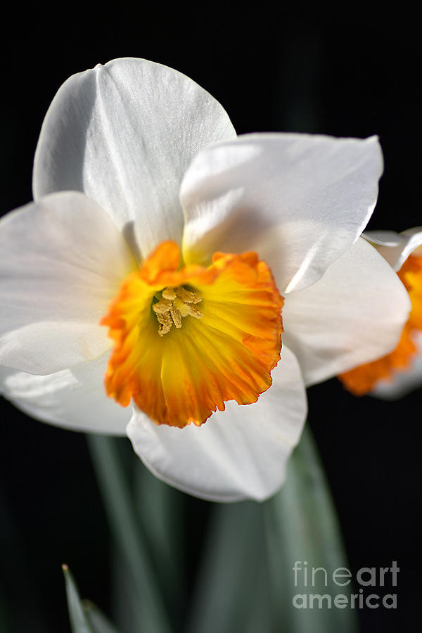 Daffodil in White Photograph by Joy Watson