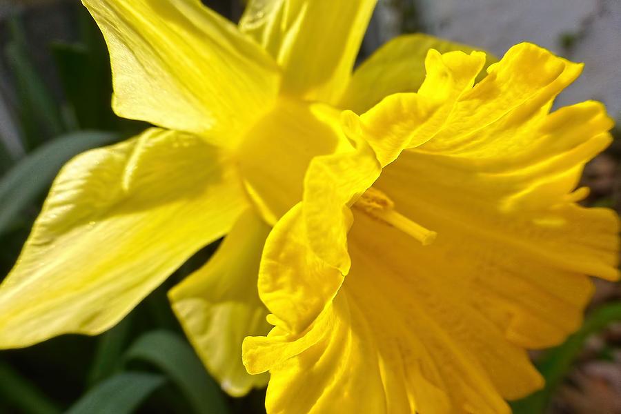 Daffodil Photograph by Jennifer Wheatley Wolf