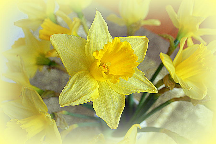 Flower Photograph - Daffodil by Bishopston Fine Art