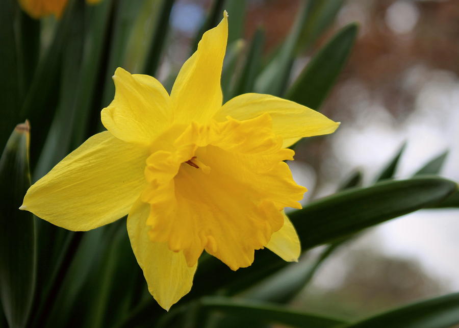 Daffodil Photograph by Joseph Skompski