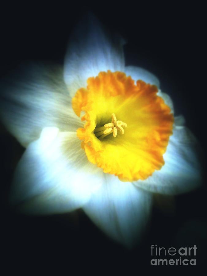 Daffodil Photograph by Julia Stubbe