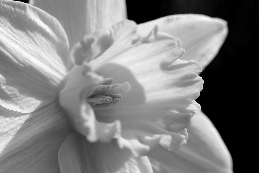 Daffodil Photograph by Kelly Nowak