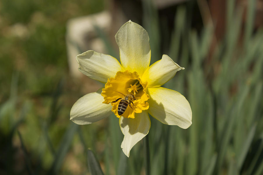 Daffodil lament Photograph by Dejan Pleterski Fine Art America
