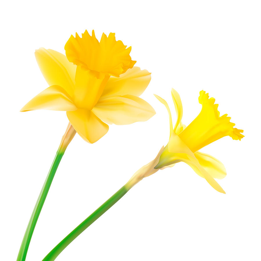 Daffodil Drawing by Lpettet Daffodil Drawing by Lpettet