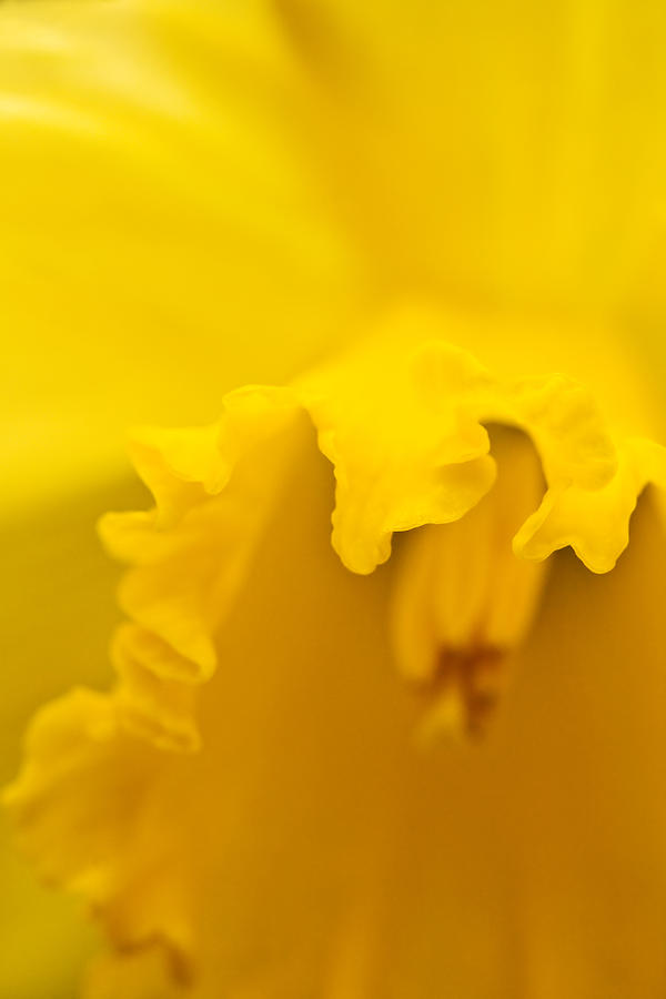 Daffodil Macro Photograph by Melinda Fawver