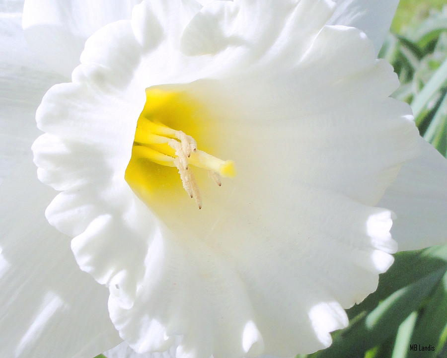 Nature Photograph - Daffodil by Mary Beth Landis