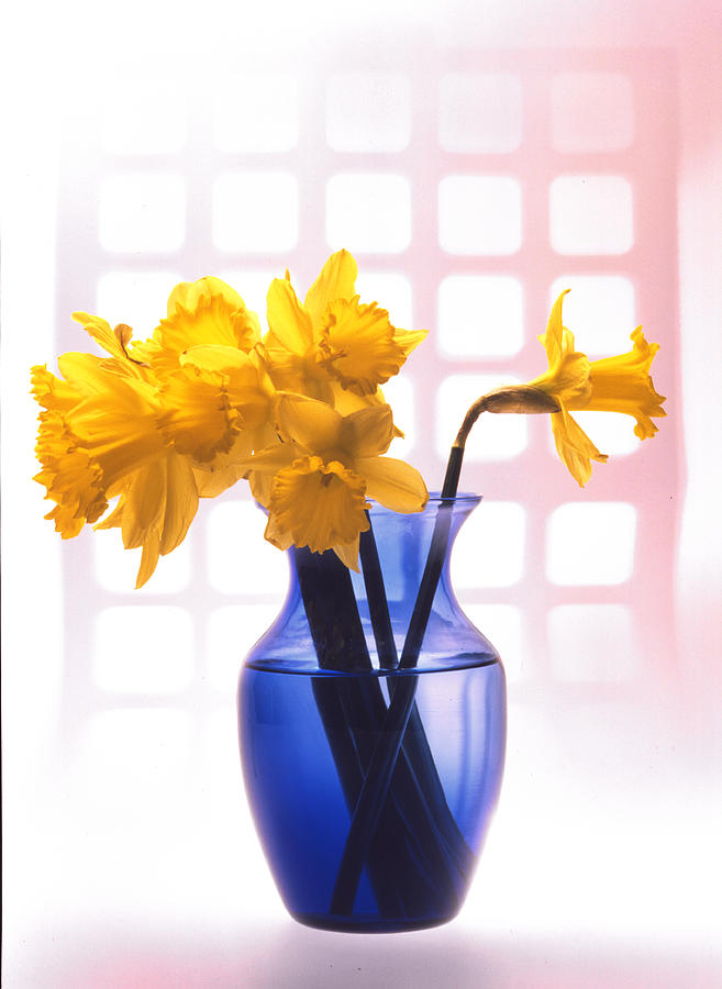 Daffodil Photograph by Matt Rogers | Fine Art America