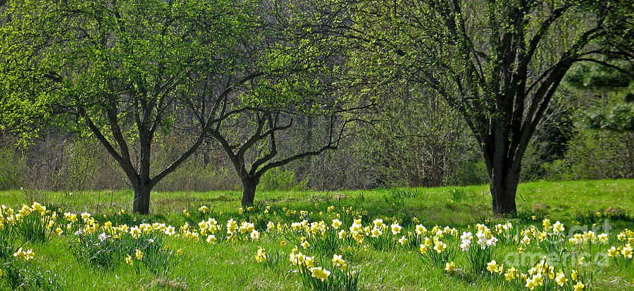 Spring Photograph - Daffodil Meadow by Ann Horn