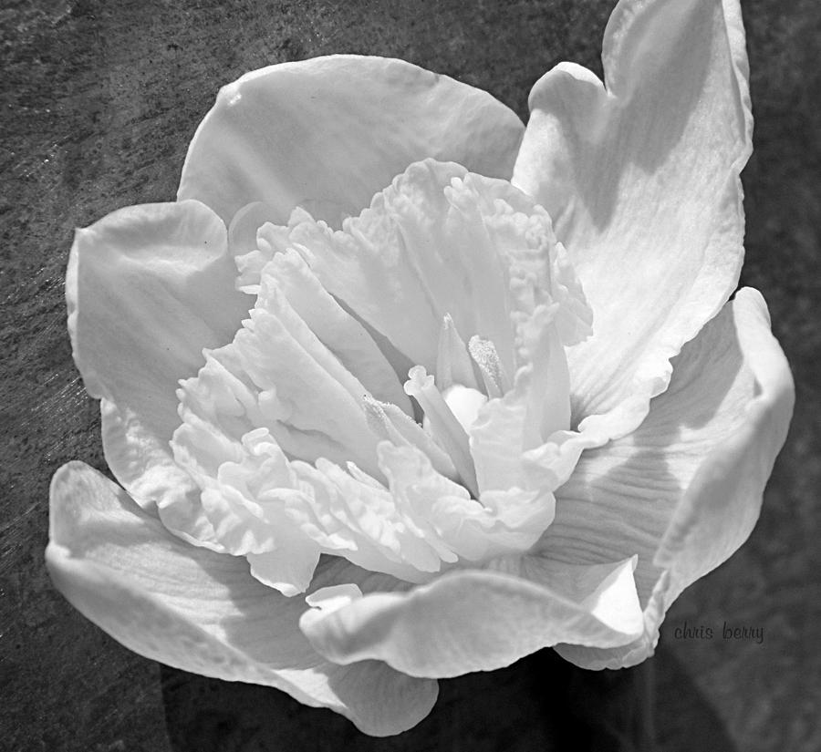 Daffodil Monochrome  Photograph by Chris Berry