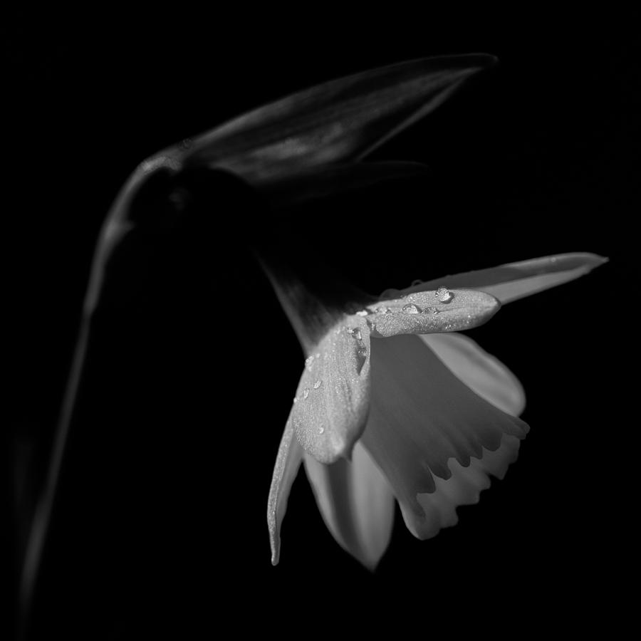 Daffodil Photograph by Nigel R Bell