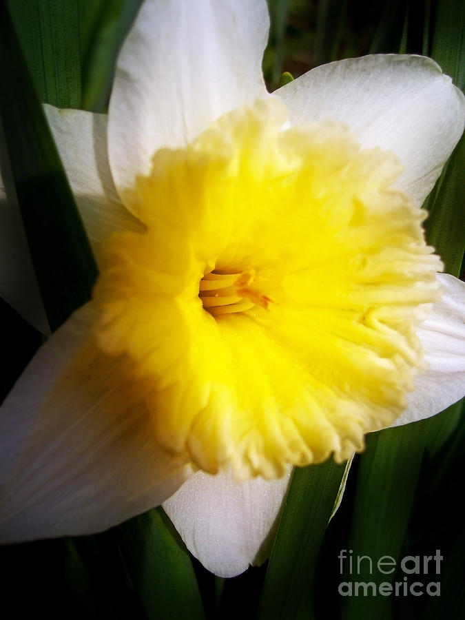 Daffodil Photograph by Nina Ficur Feenan