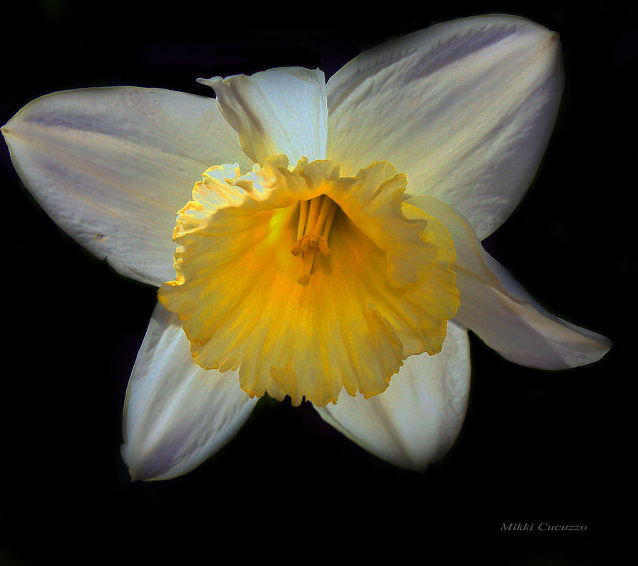 Spring Photograph - Daffodil on Black by Mikki Cucuzzo