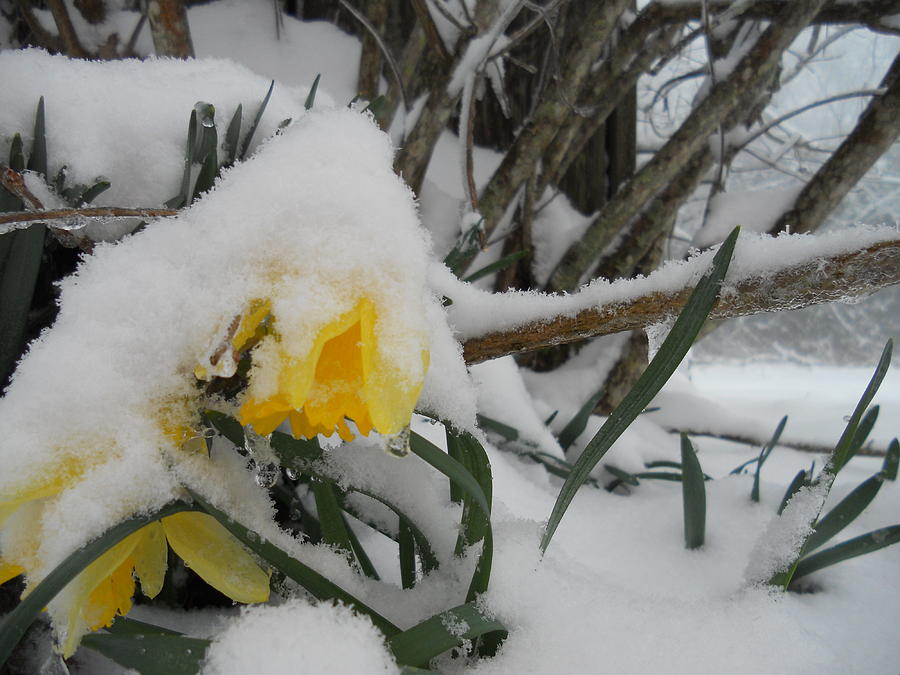 Daffodil on Ice Photograph by Diannah Lynch