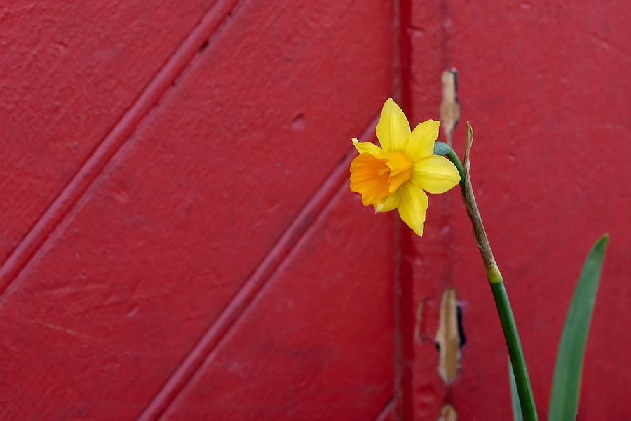 Daffodil on Red Photograph by Nikolyn McDonald
