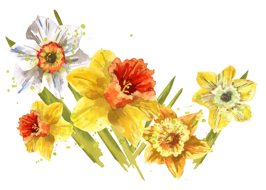 Daffodil Painting Painting by Alison Fennell