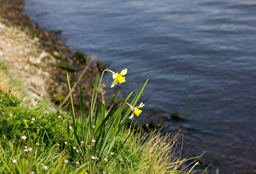 Daffodil Photograph by Pati Photography