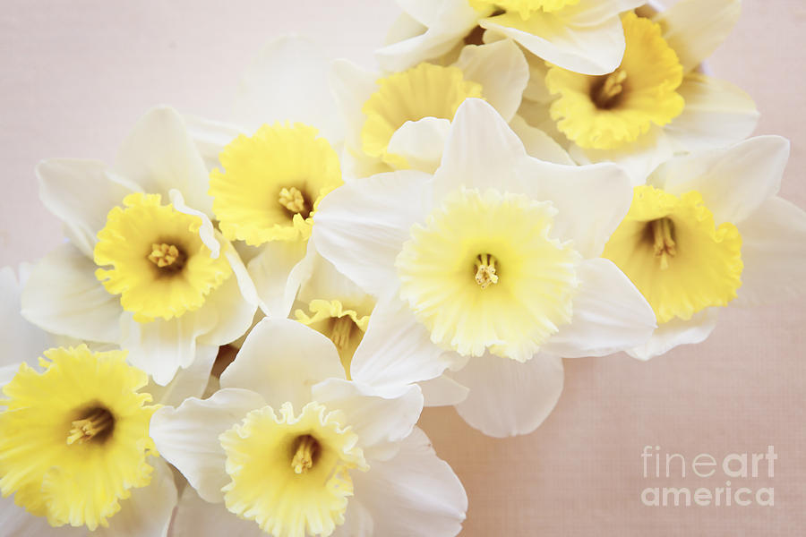 Daffodil Photography Photograph by Kim Fearheiley