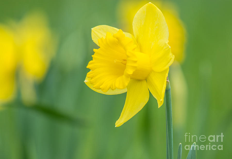 Daffodil Profile Photograph by Cheryl Baxter