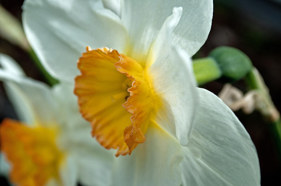 Daffodil Profile Photograph by Tikvahs Hope