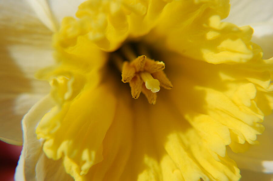 Daffodil  Photograph by Randy J Heath