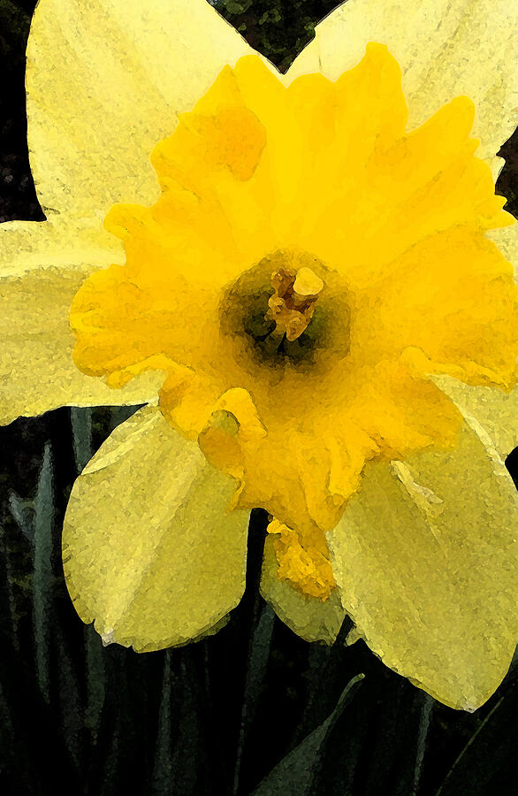 Daffodil Photograph by Richard Andrews