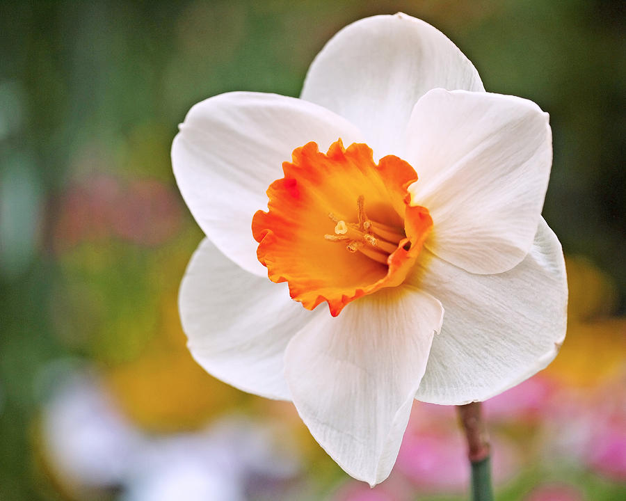 Daffodil  Photograph by Rona Black