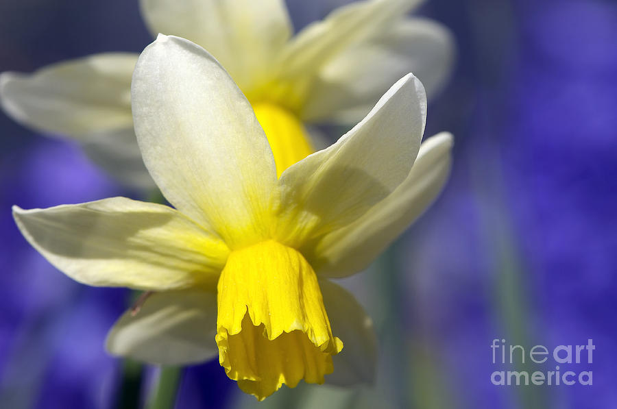 Daffodil Photograph by Sharon Talson