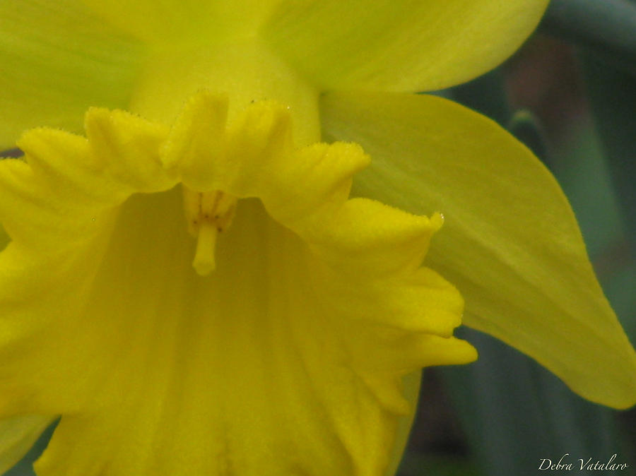 Daffodil Spring  Photograph by Debra     Vatalaro