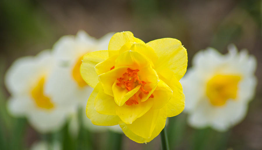Daffodil Standout Photograph by Bill Pevlor