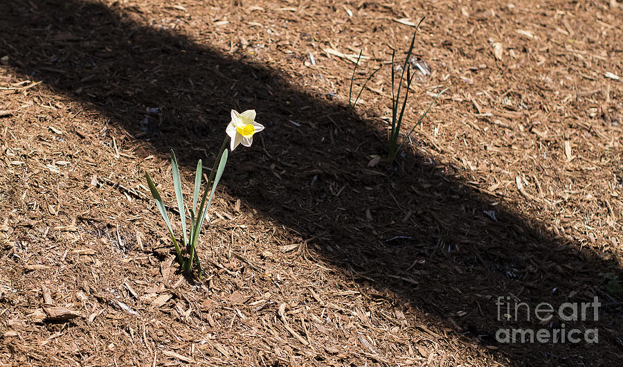 Flower Photograph - Daffodil by Steven Ralser