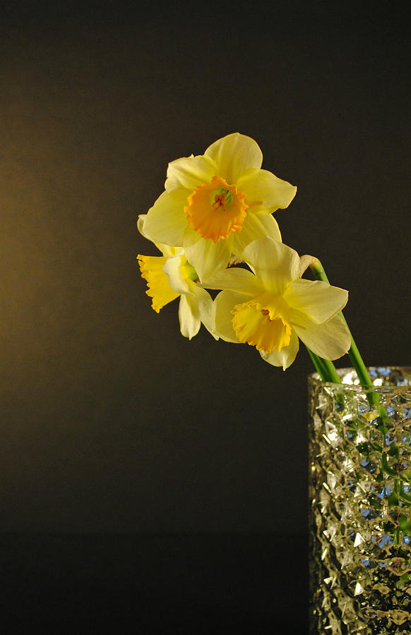 Daffodil Still Life Photograph by Kelly Nowak