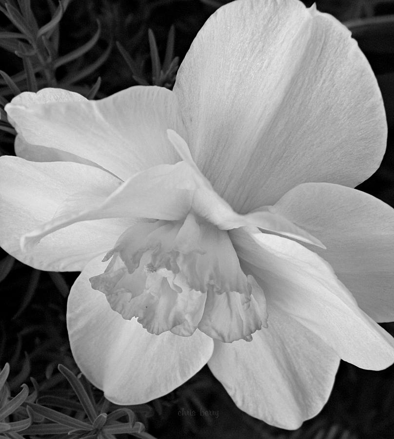 Daffodil Study Photograph by Chris Berry