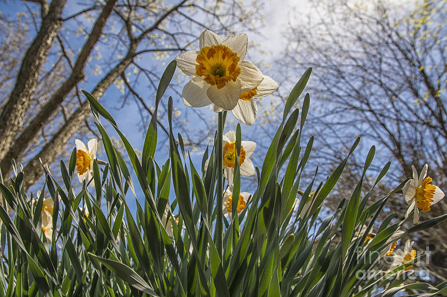 Spring Photograph - Daffodil Sun by Terry Rowe