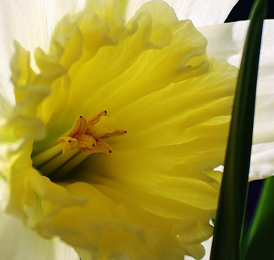 Daffodil Supreme Photograph by Bruce Bley