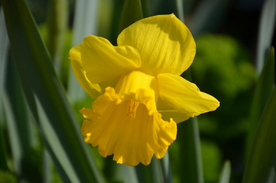 Daffodil Photograph by Tabitha Harwood - Fine Art America