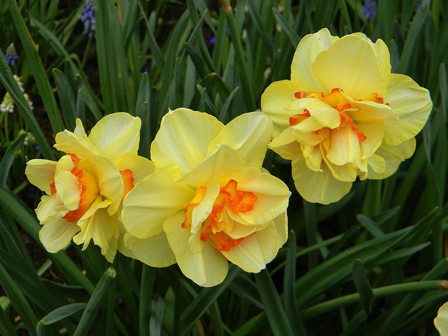 Daffodil Trio Photograph by Jean Goodwin Brooks