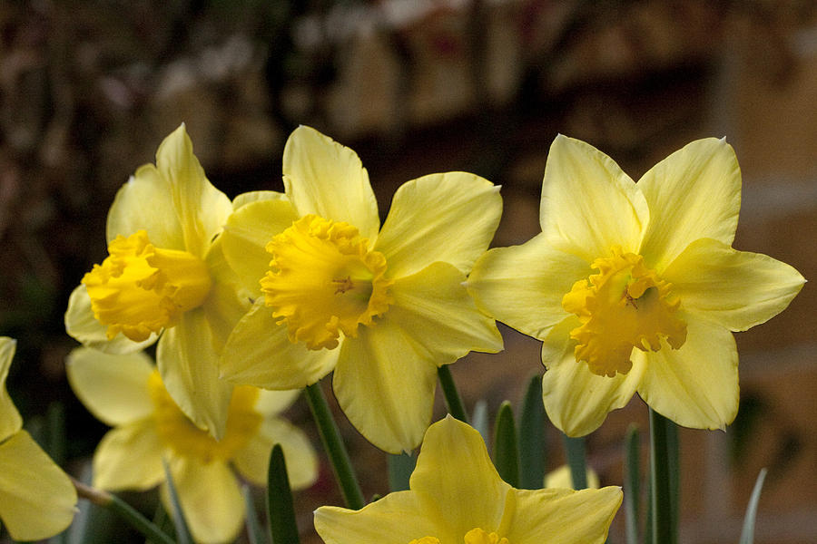 Daffodil Trio Photograph by Robert Camp
