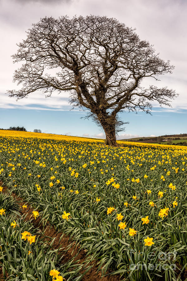 Daffodil Valley Photograph by Adrian Evans