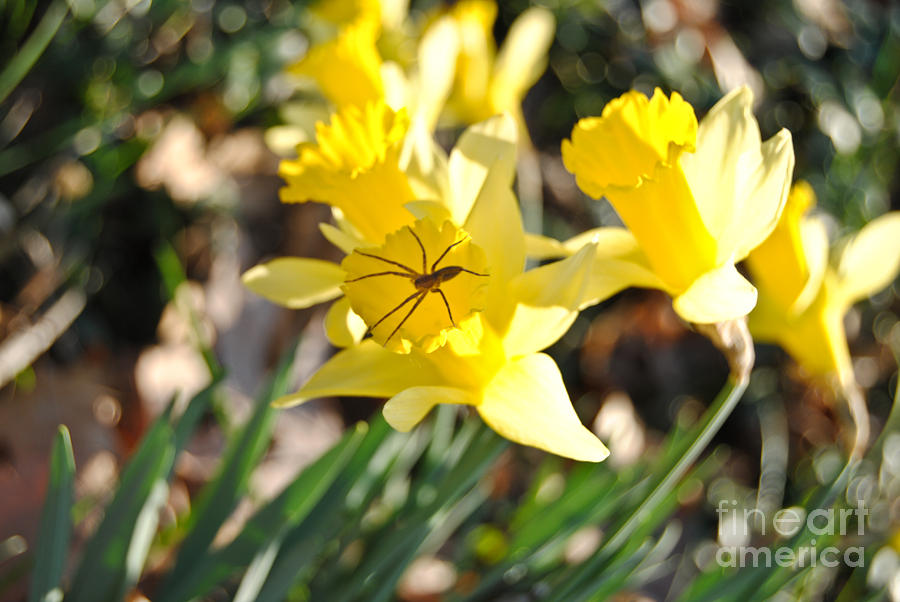 Daffodil with Spider Photograph by Amber Patrick | Pixels