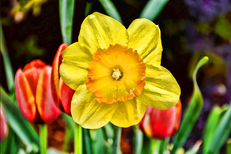 Spring Photograph - Daffodil with Style by Jeanne May