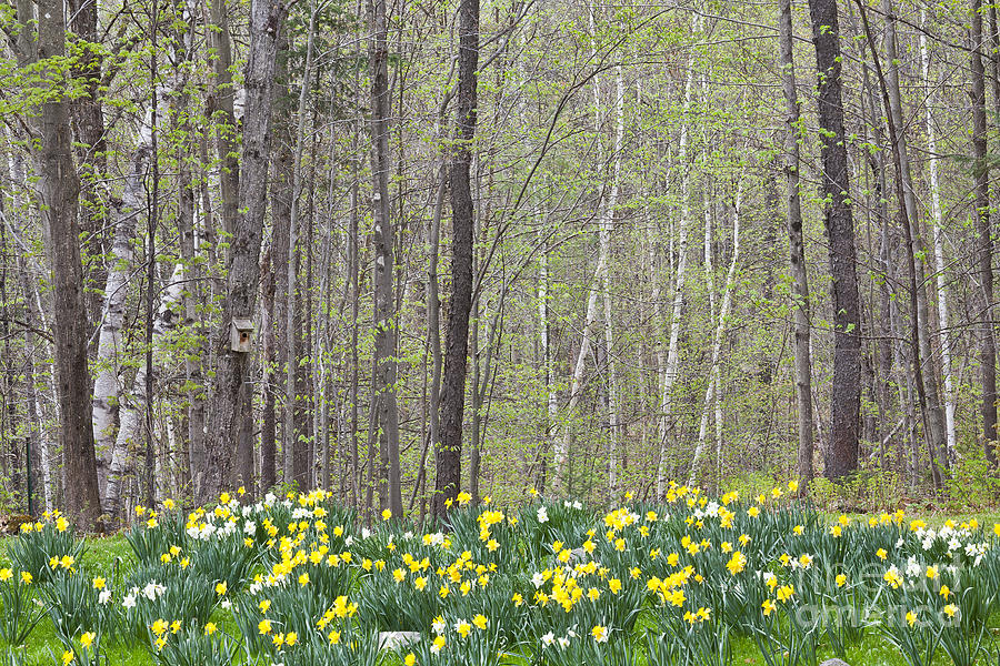 Daffodil Woods Photograph by Alan L Graham